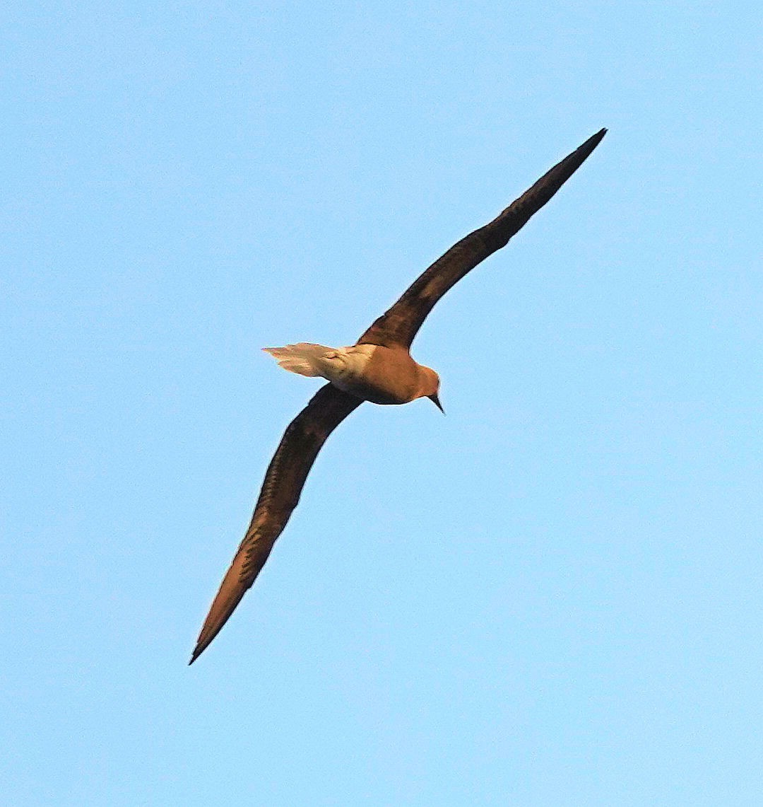 Red-footed Booby - ML412888501