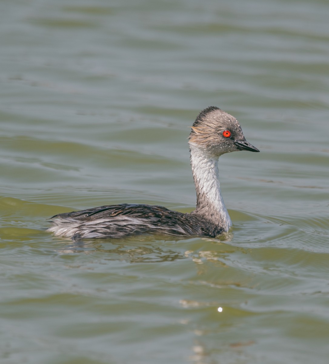 Silvery Grebe - ML412889801