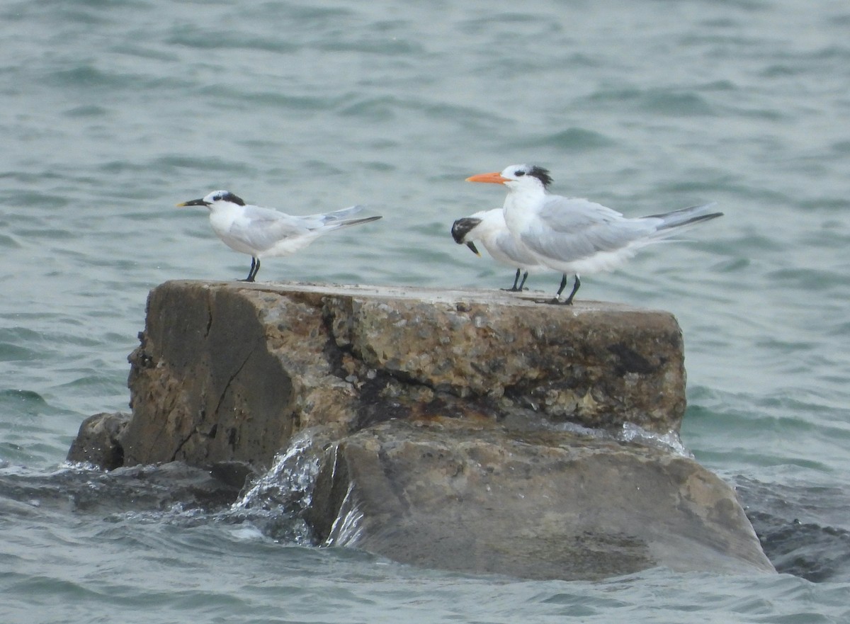 Royal Tern - ML412894651