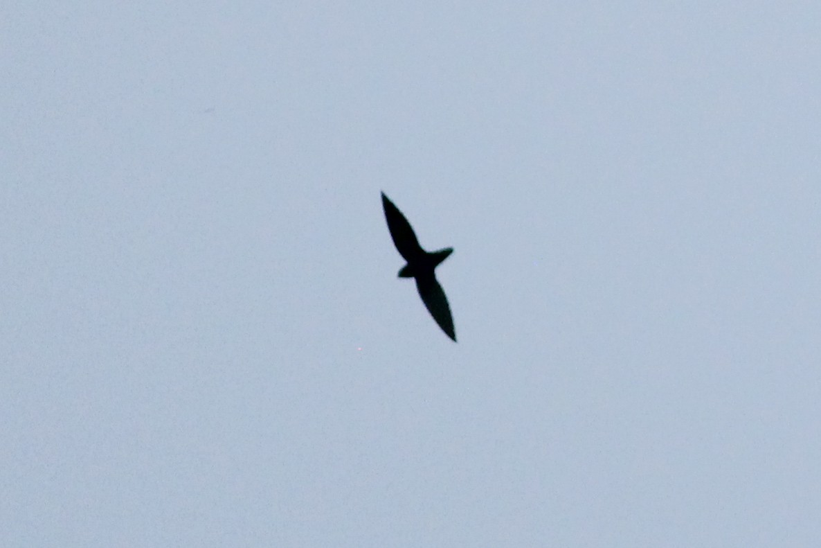Short-tailed Swift - ML412897141