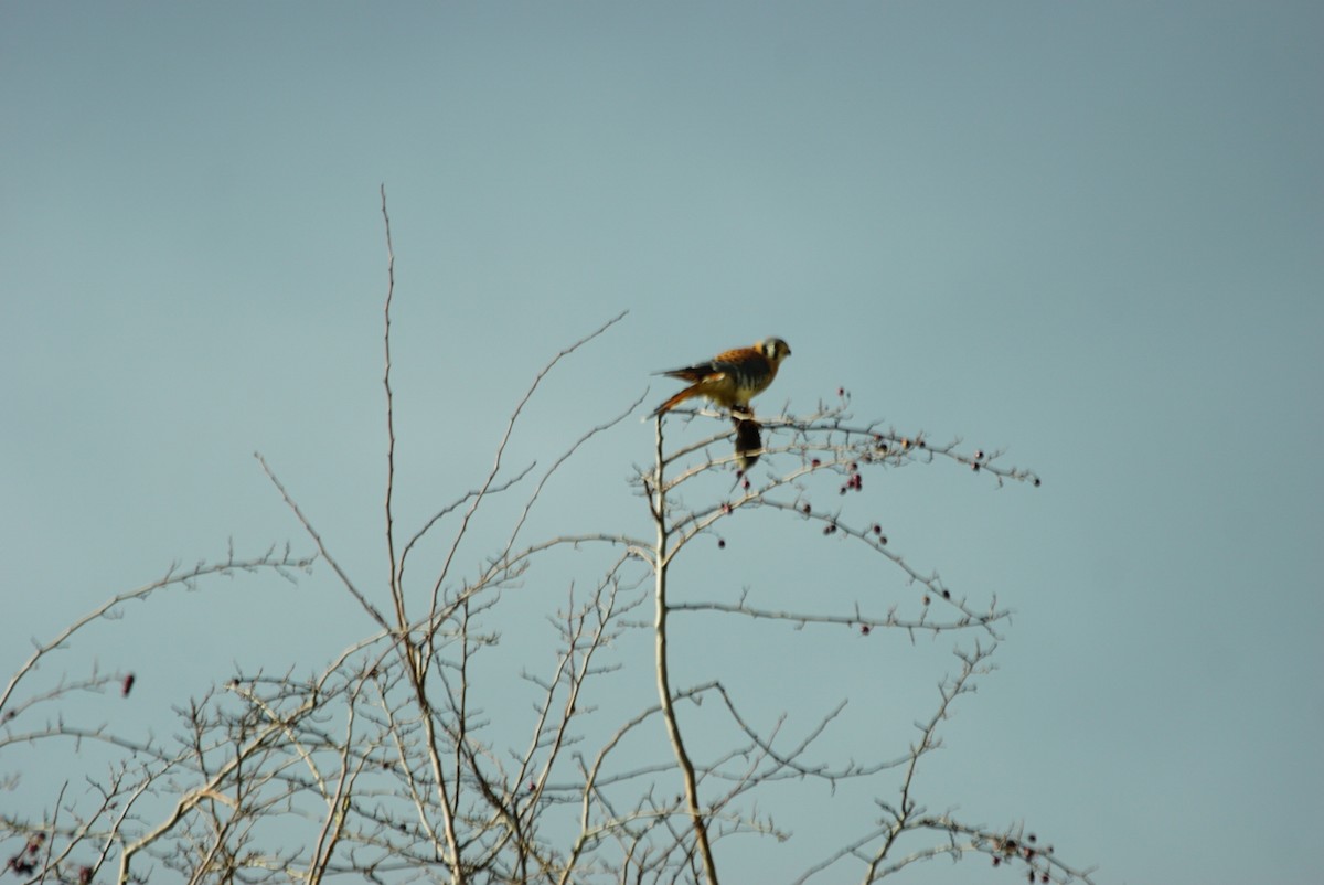 American Kestrel - ML412898821