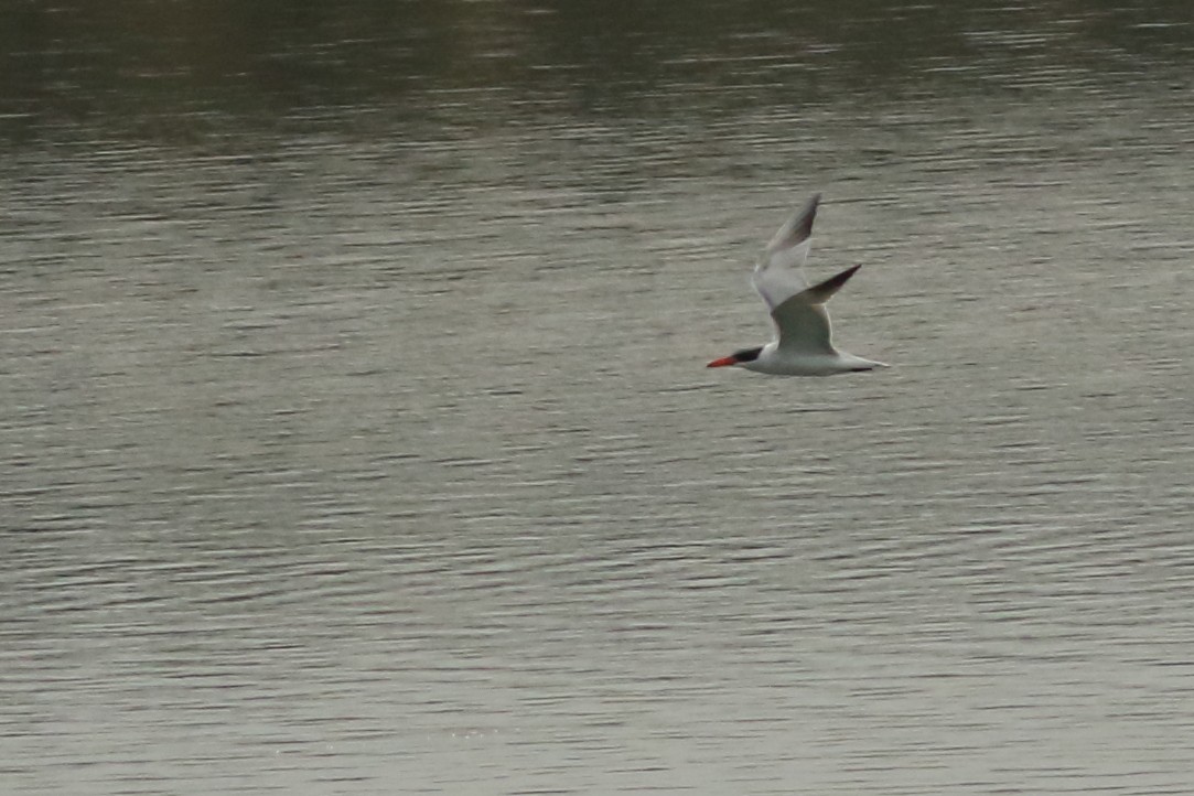 Caspian Tern - ML412899731