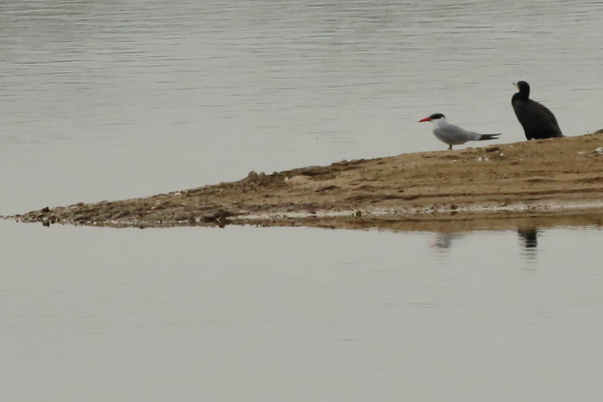 Caspian Tern - ML412899741