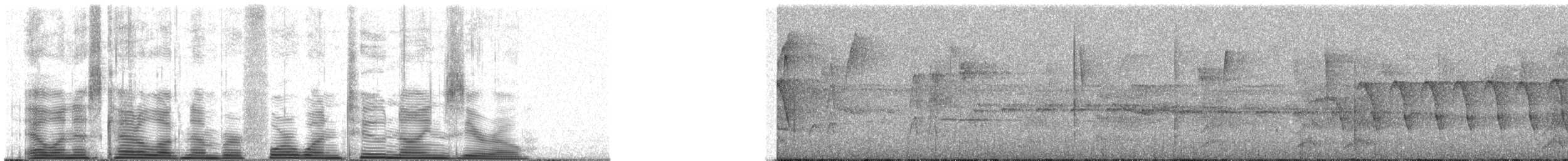 Spot-winged Parrotlet - ML41290