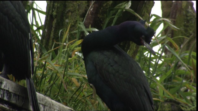 Pelagic Cormorant - ML412903