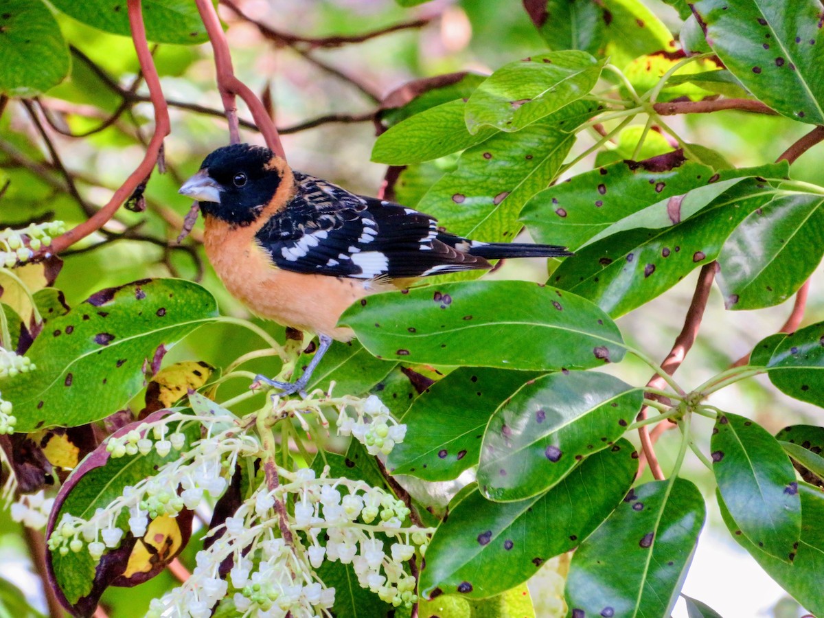 Black-headed Grosbeak - ML412903161