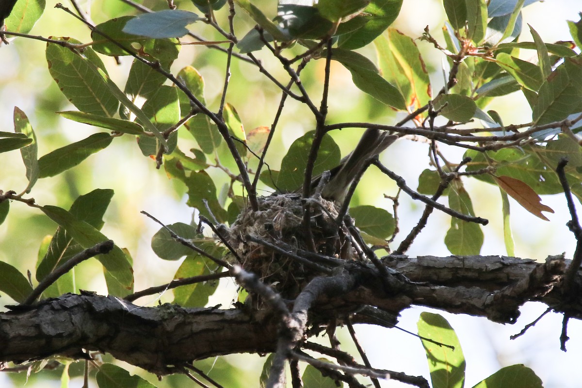 Pine Flycatcher - ML412903771