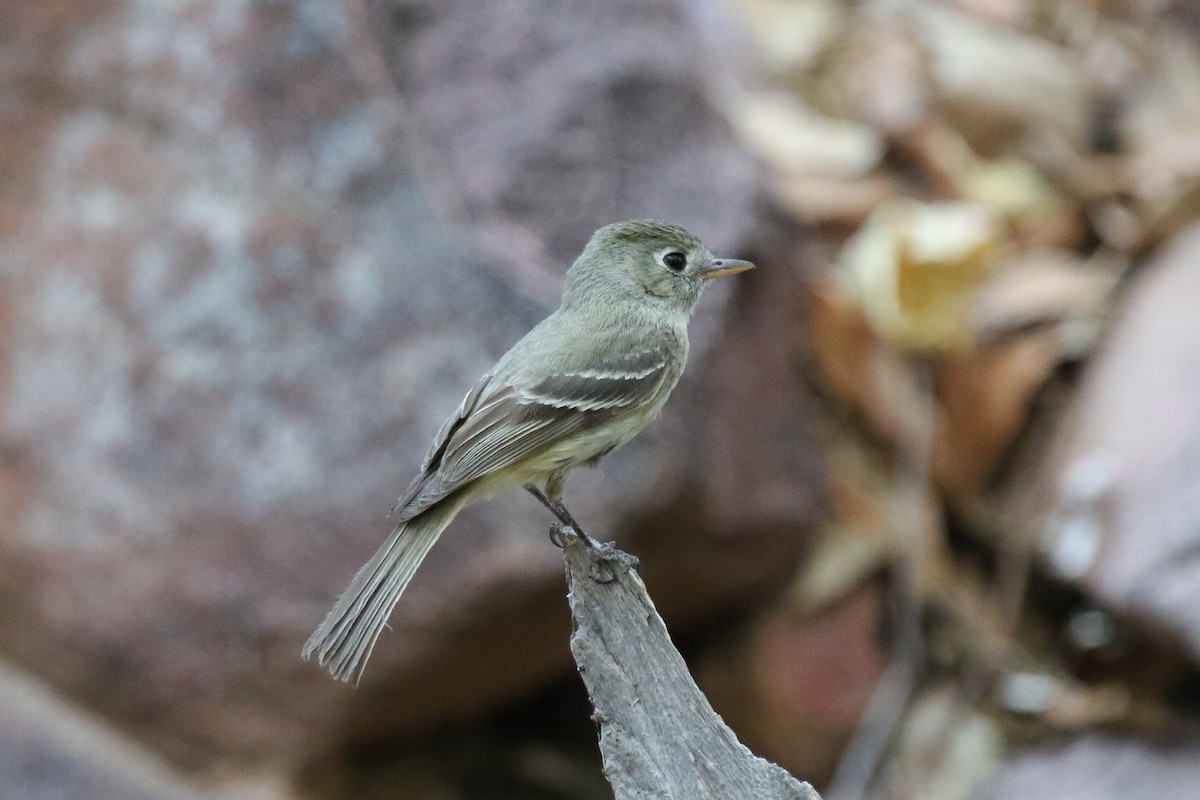 Pine Flycatcher - Evan Buck