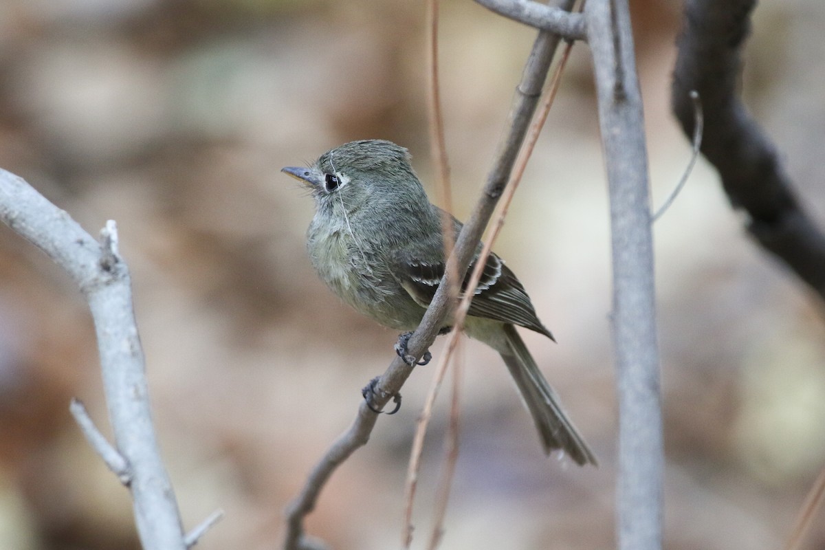 Pine Flycatcher - ML412903841