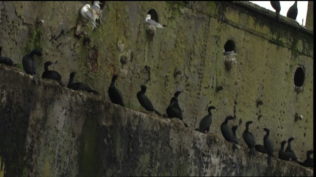 Pelagic Cormorant - ML412904