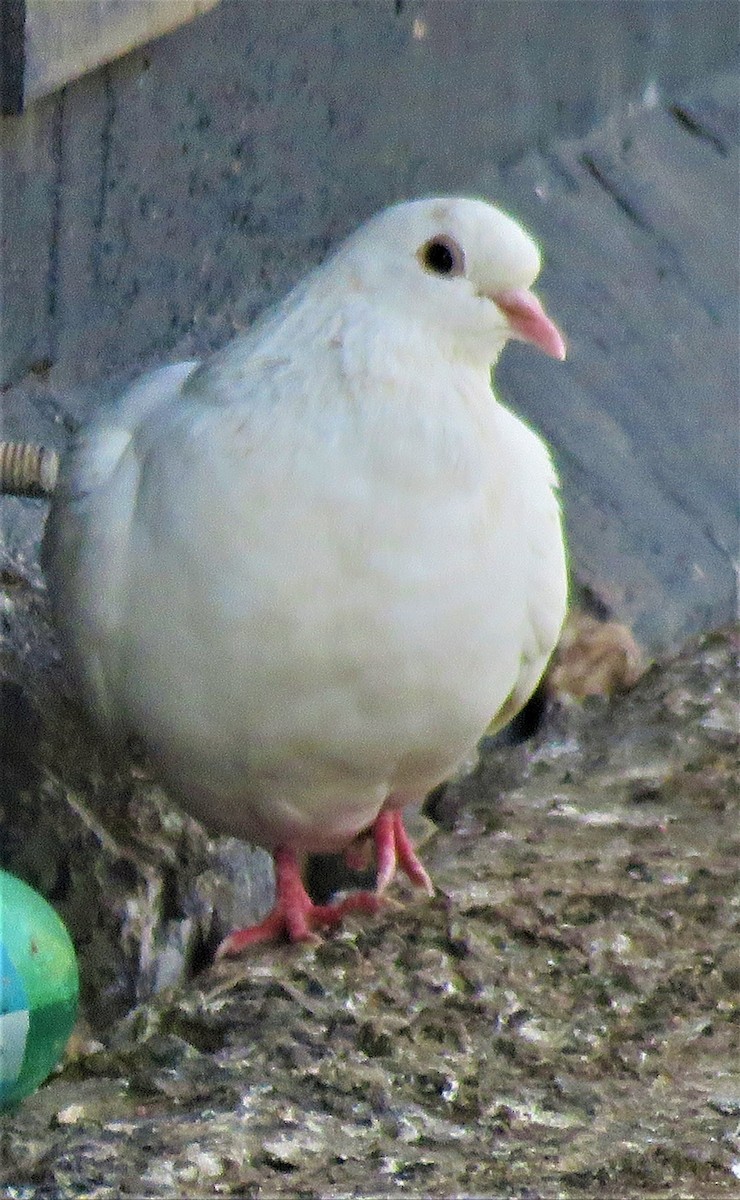 Сизый голубь (Одомашненного типа) - ML412904371