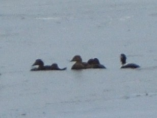 King Eider - ML412904461