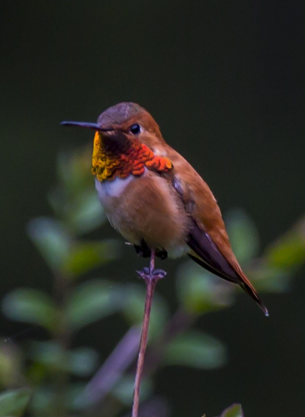 Rufous Hummingbird - bj worth