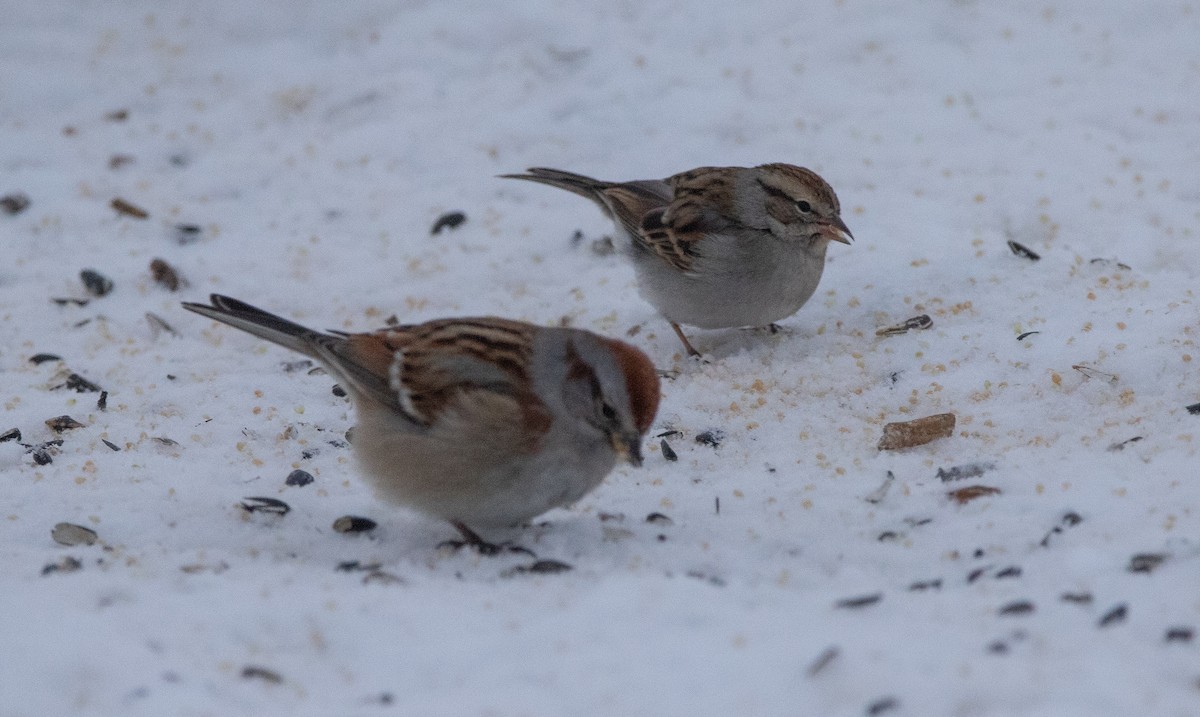 Chipping Sparrow - Joel Strong