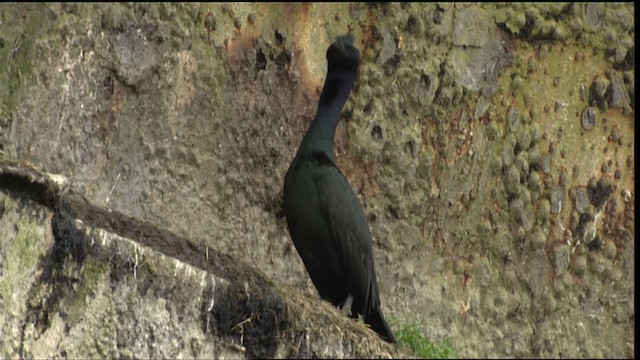 Pelagic Cormorant - ML412908