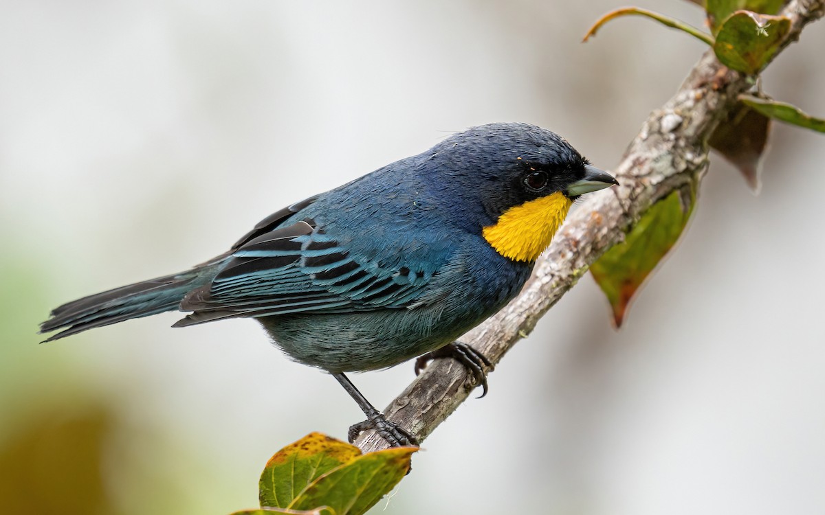 Purplish-mantled Tanager - ML412908621