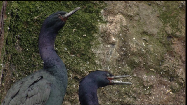 Pelagic Cormorant - ML412909