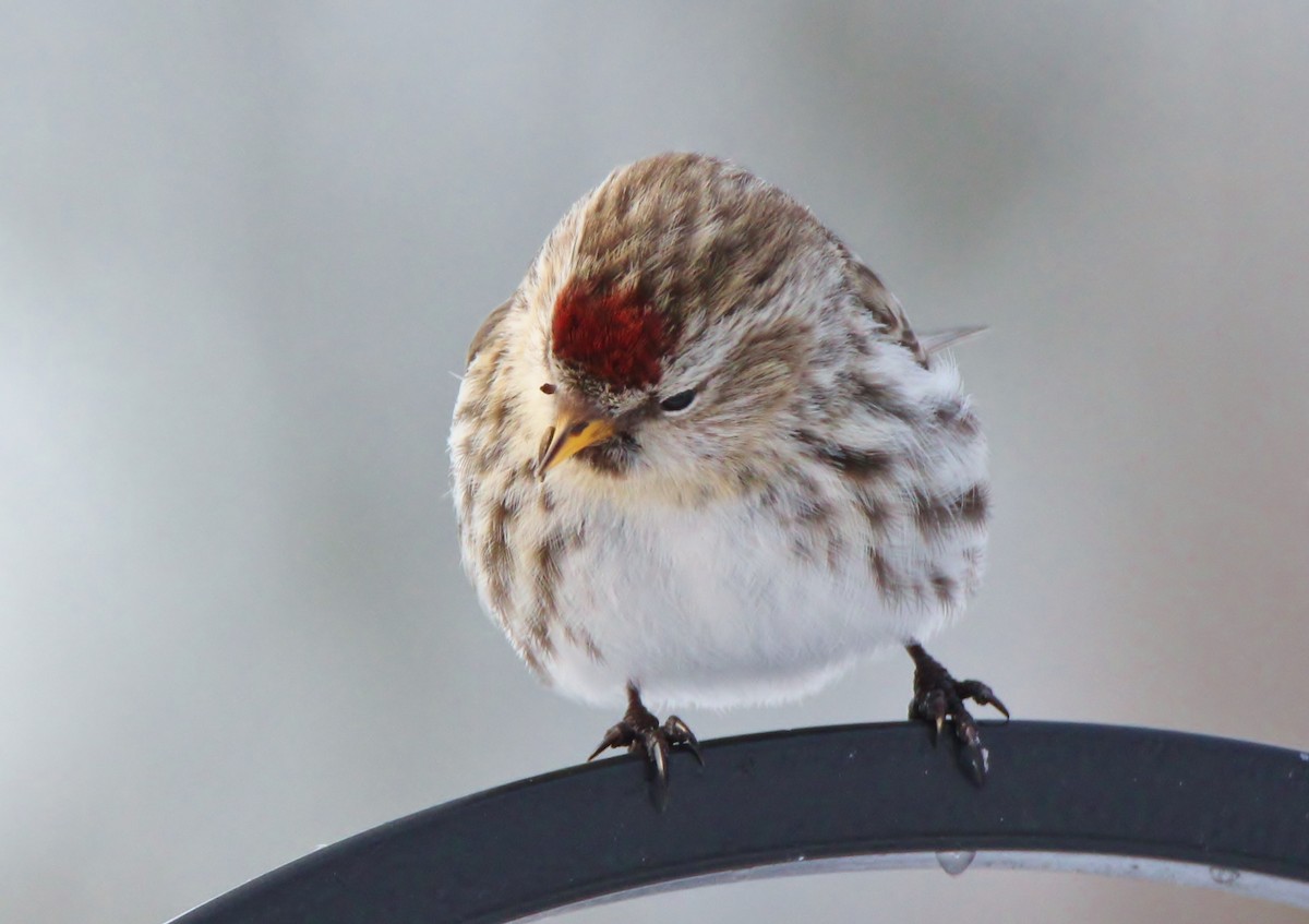 Common Redpoll - David Woodhouse