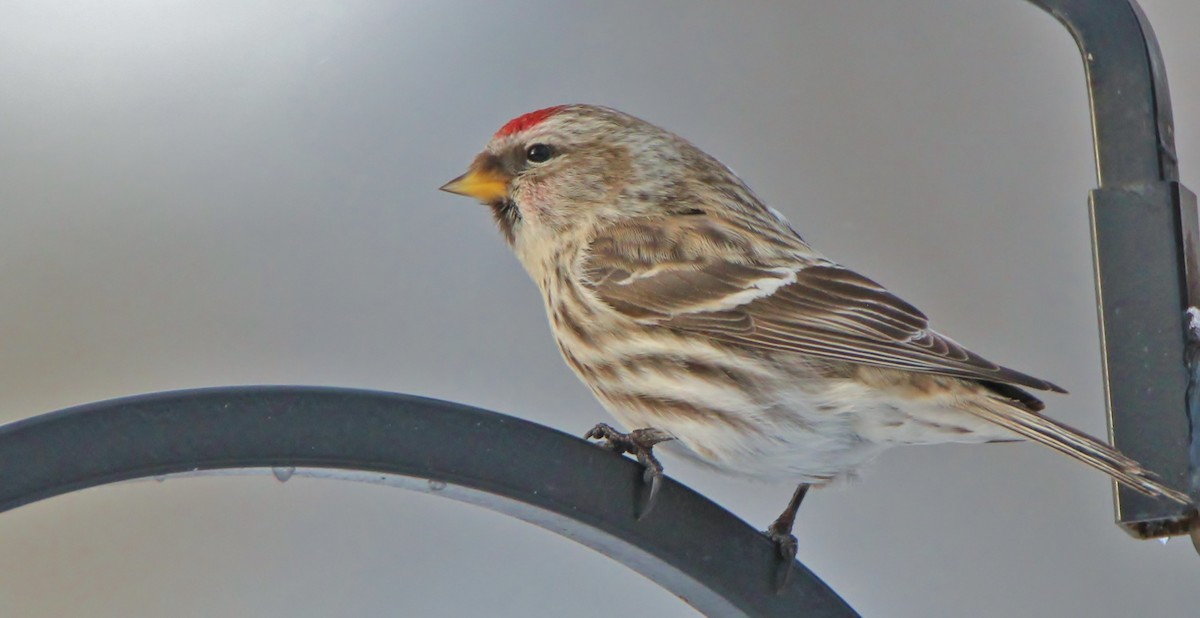 Common Redpoll - ML412909731