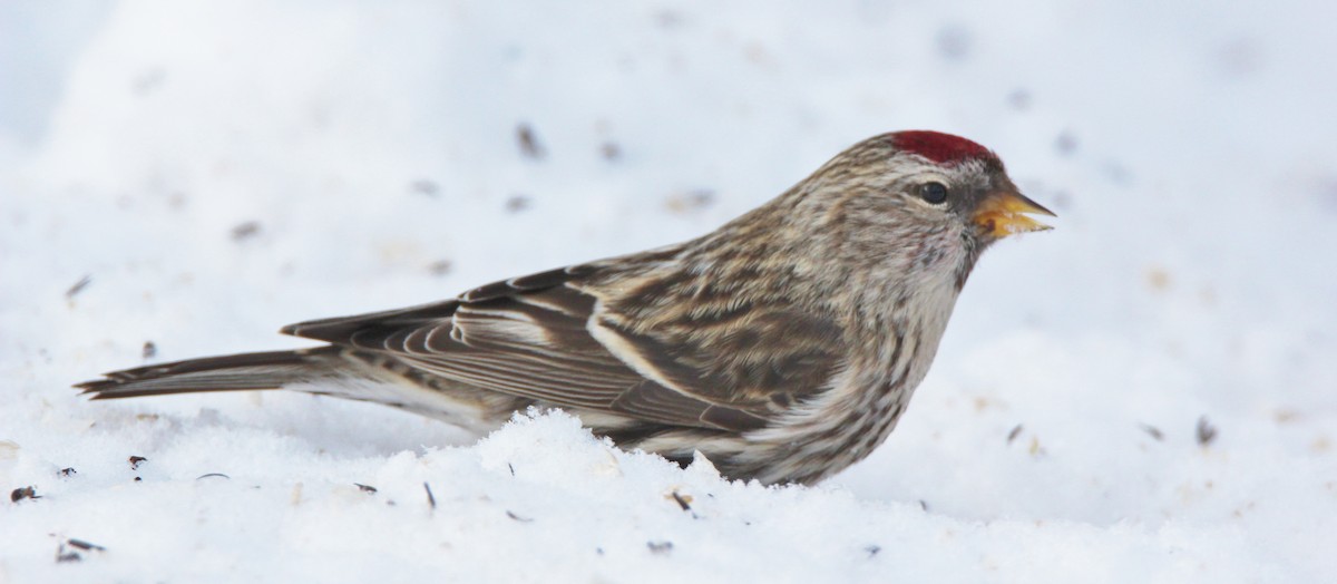 Common Redpoll - David Woodhouse