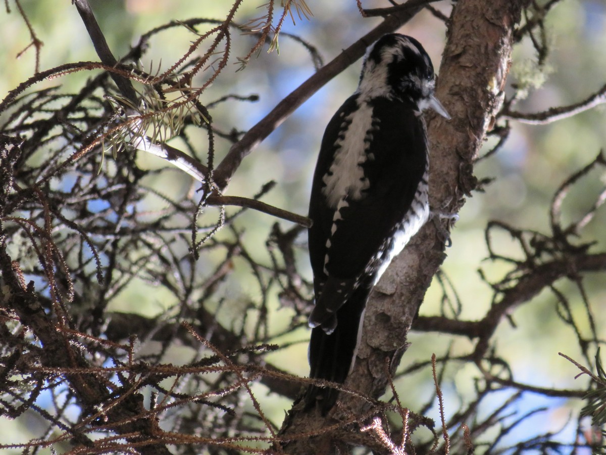 American Three-toed Woodpecker - ML412910821