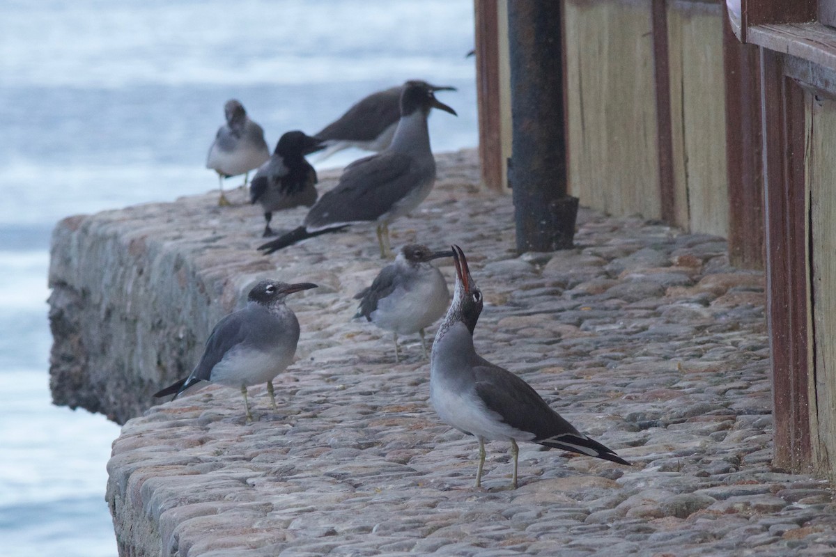 White-eyed Gull - ML412911781