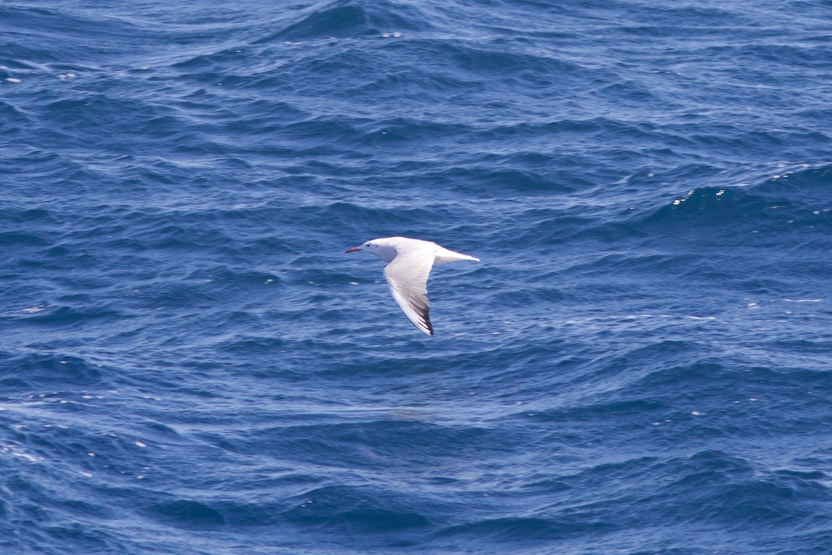 Slender-billed Gull - Gabriel Leite