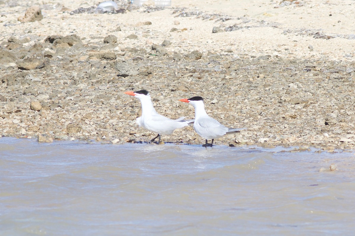 Caspian Tern - ML412912131