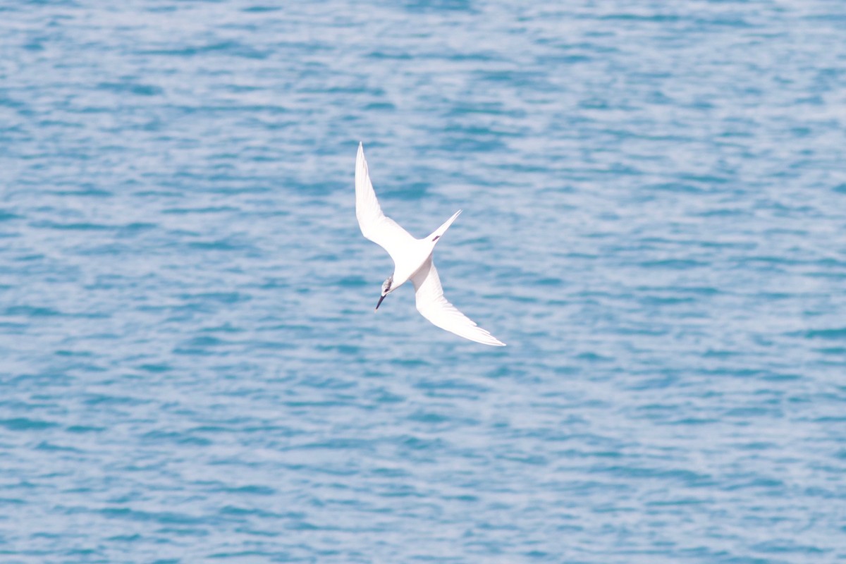 Sandwich Tern - ML412912651