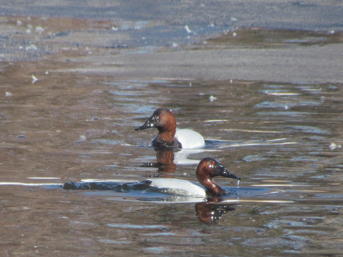 Canvasback - ML412912741