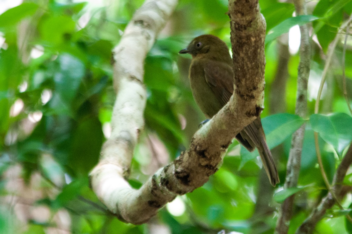 Brown-winged Schiffornis (Brown-winged) - Raphael Kurz -  Aves do Sul