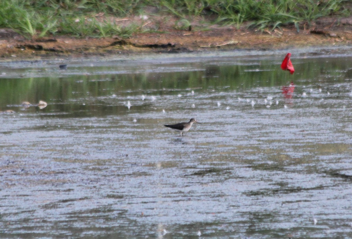 Solitary Sandpiper - ML41291481