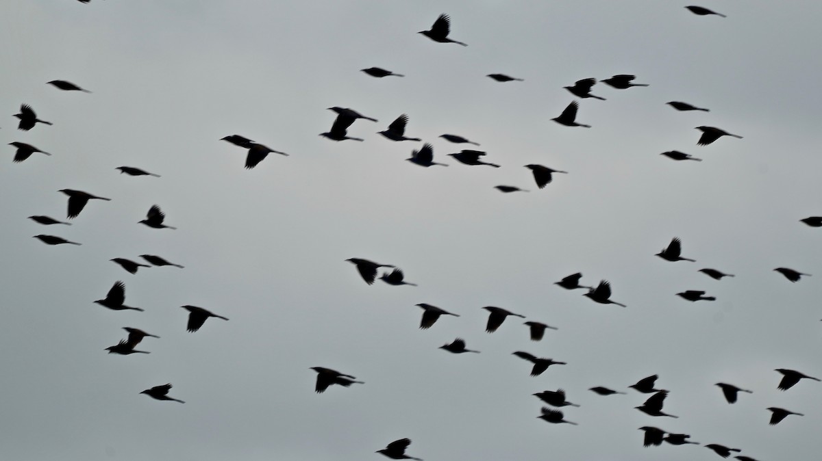 Common Grackle - ML412916851