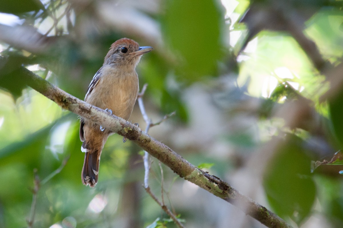 Sooretama Slaty-Antshrike - ML412917661