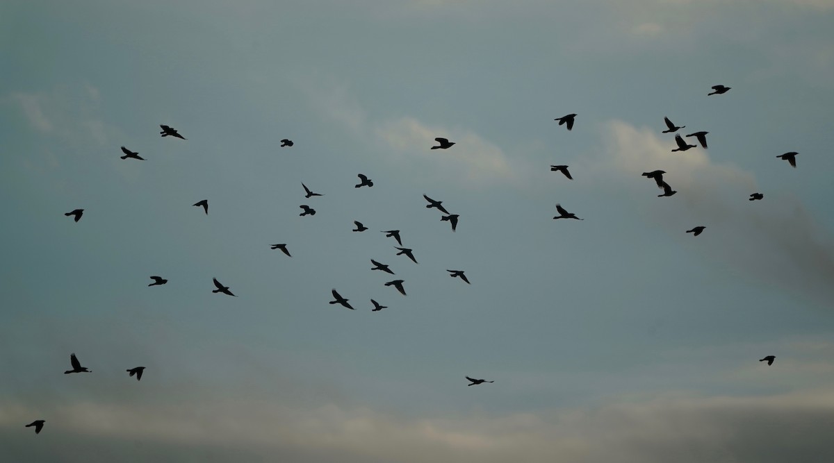 Common Grackle - ML412917771