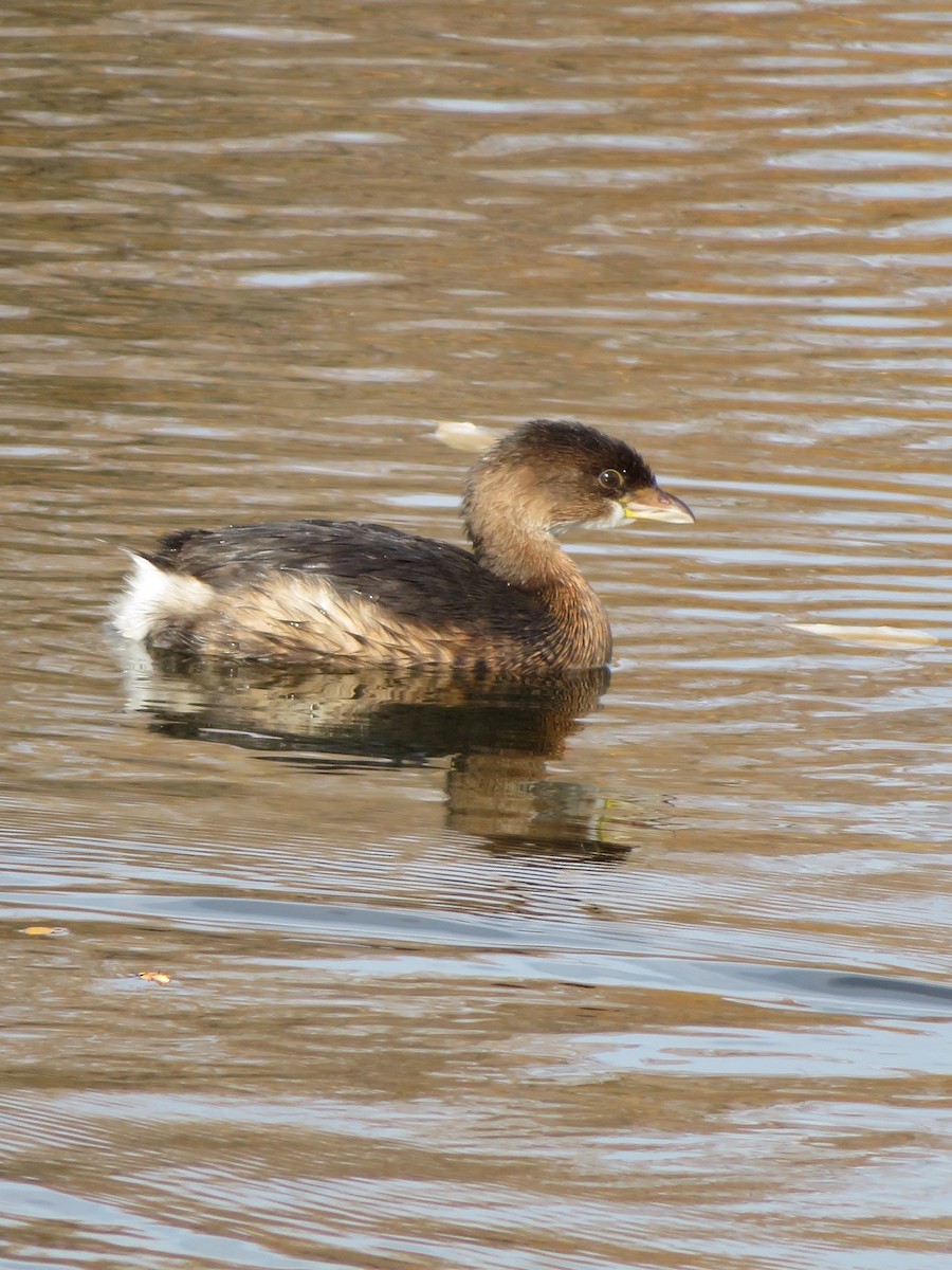 Pied-billed Grebe - s k