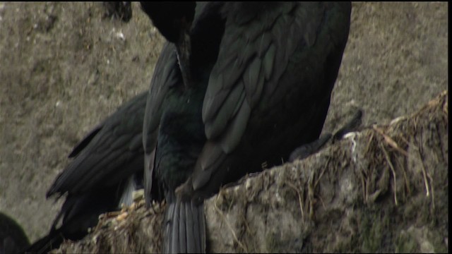 Pelagic Cormorant - ML412920