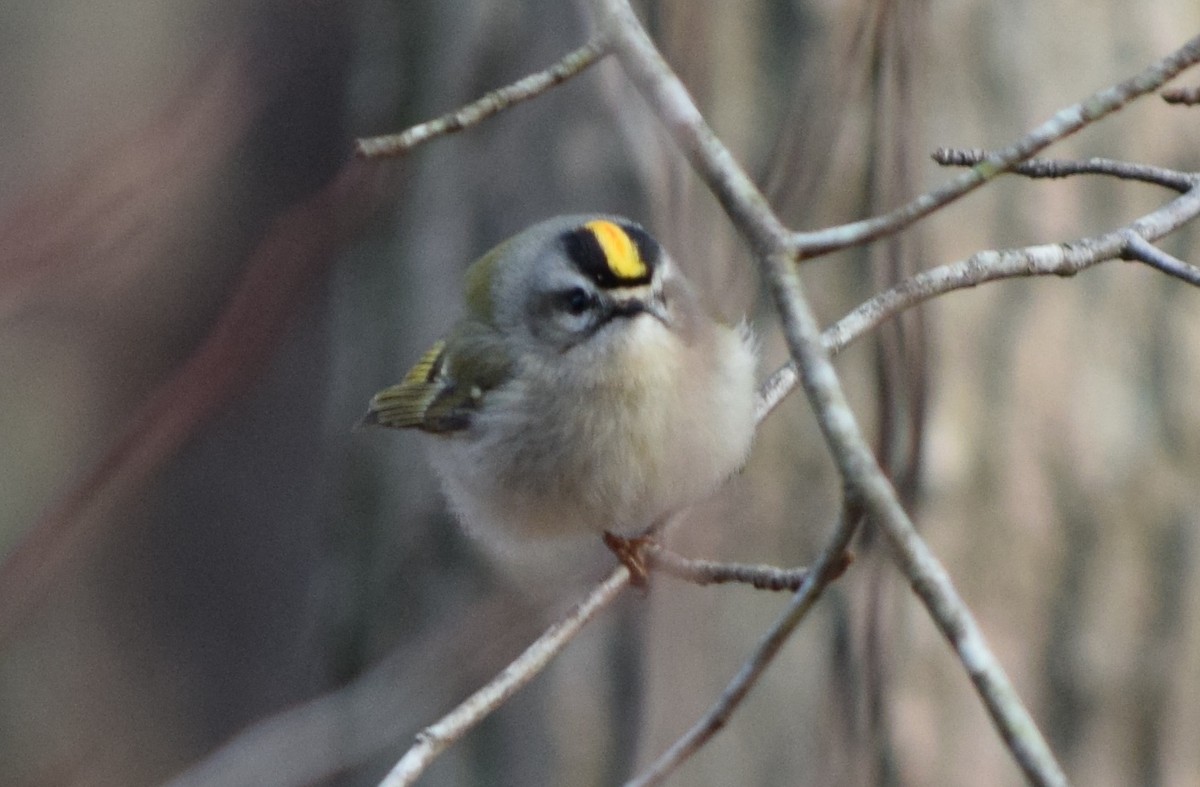 Golden-crowned Kinglet - ML412920031