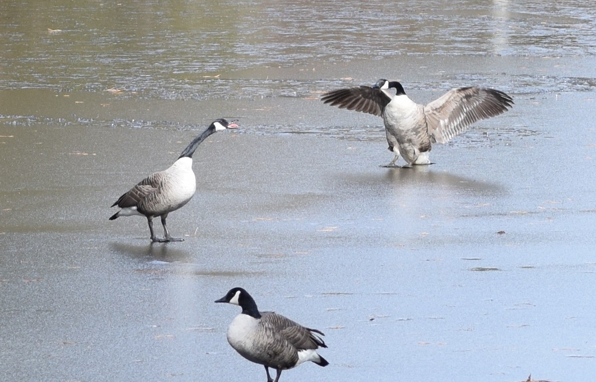 Canada Goose - ML412920151