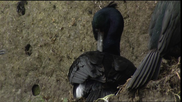 Pelagic Cormorant - ML412921