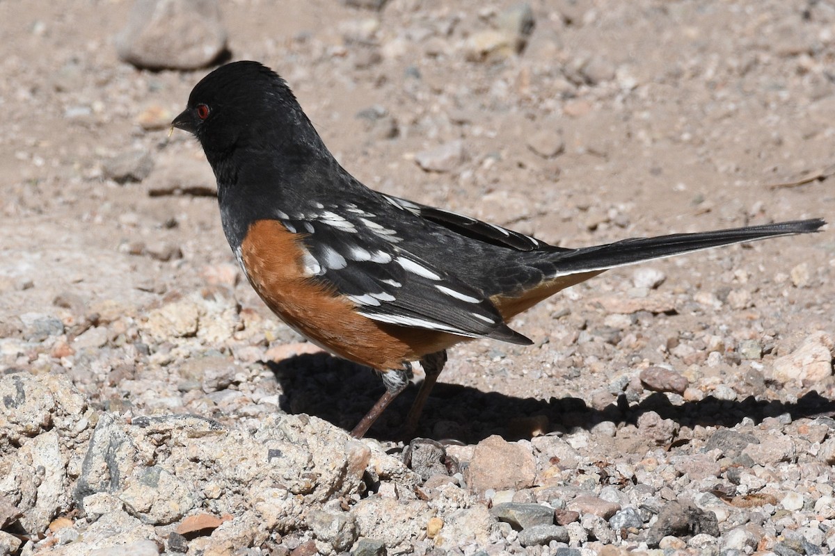 Spotted Towhee - ML412921621