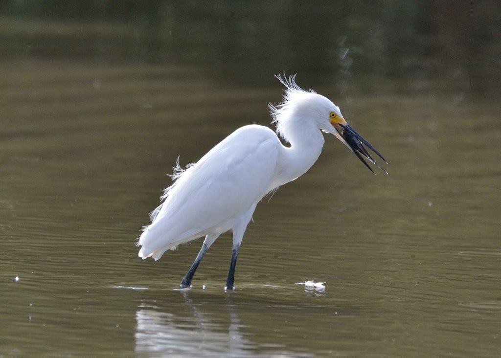 Snowy Egret - Nelson Mongiovi