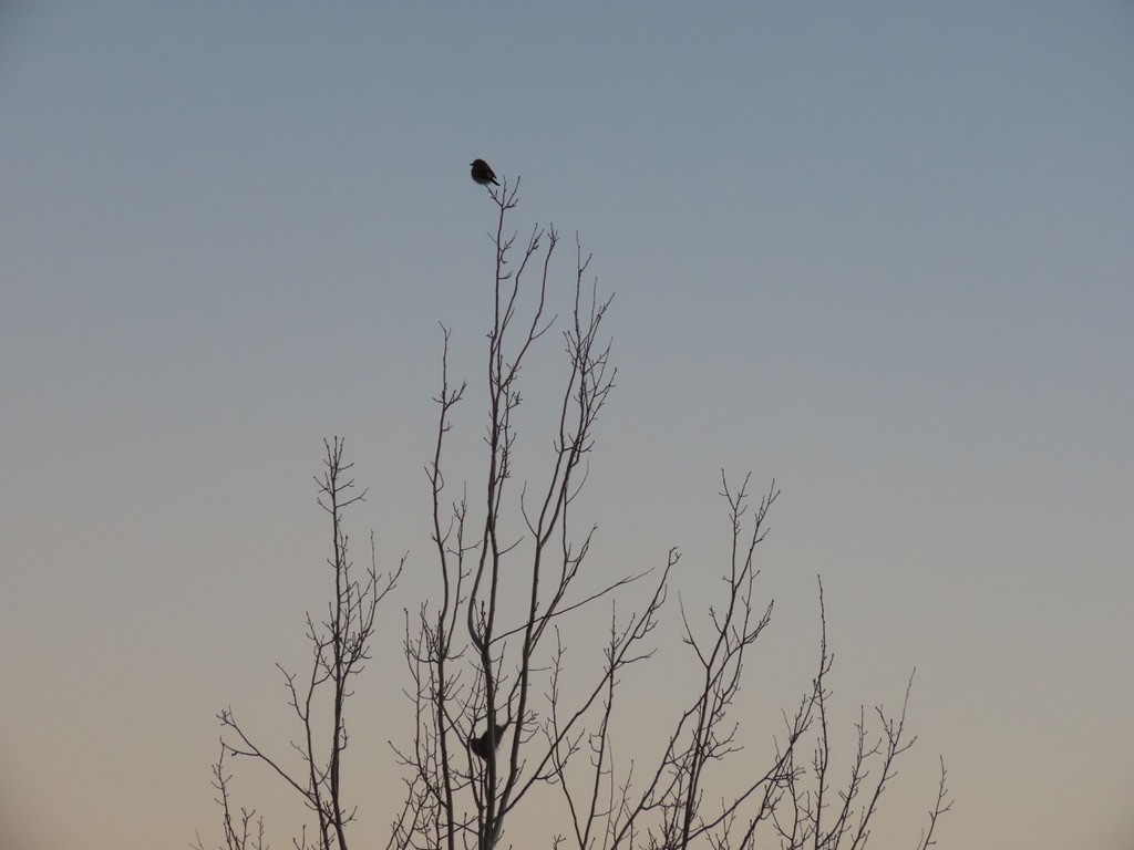 Northern Shrike - ML412924071