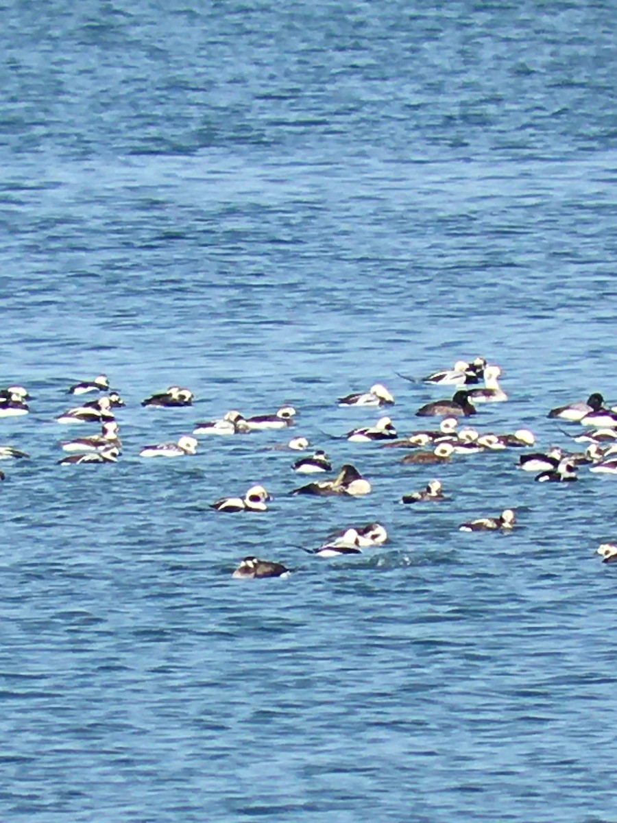 Common Eider - ML412924431