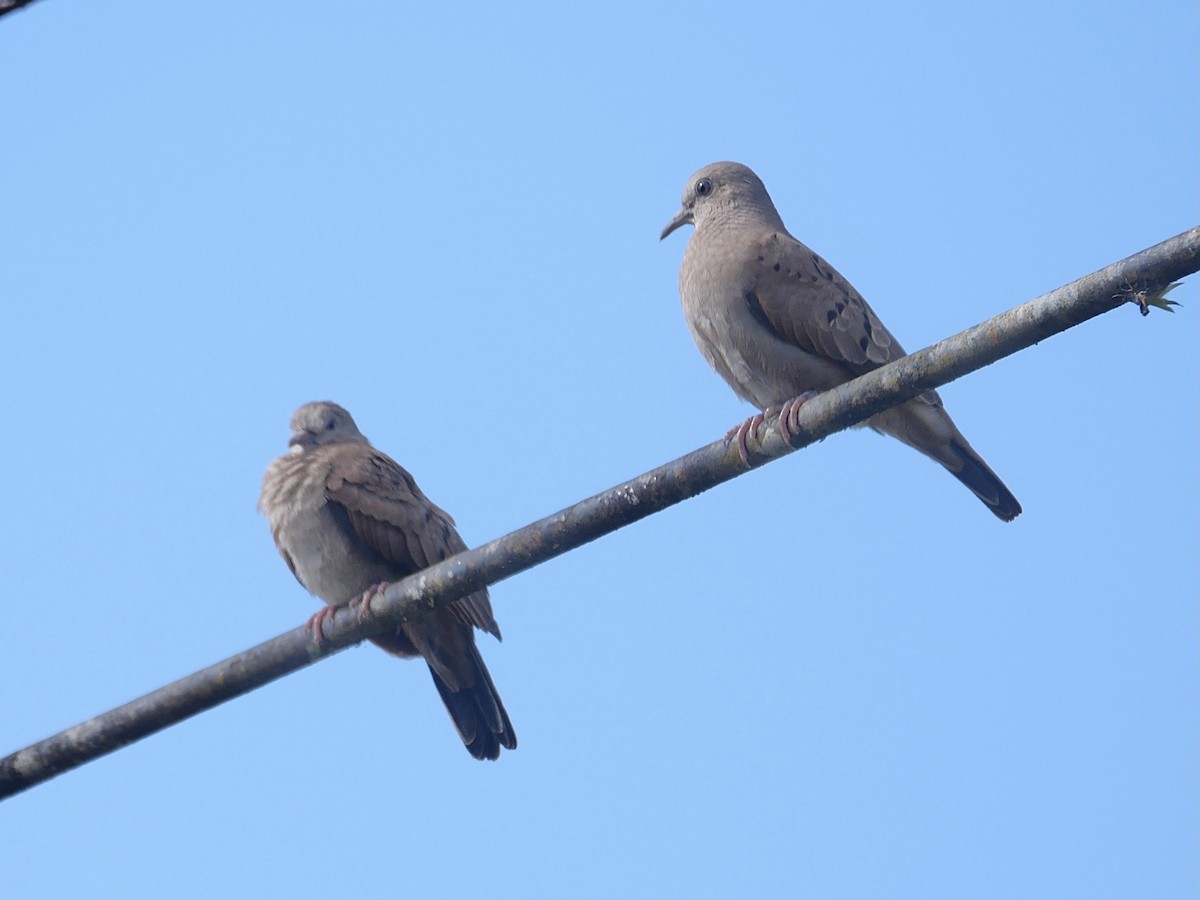 Plain-breasted Ground Dove - ML412925261