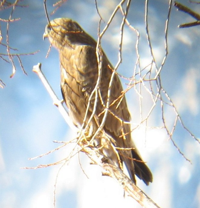 Rough-legged Hawk - Debby Parker