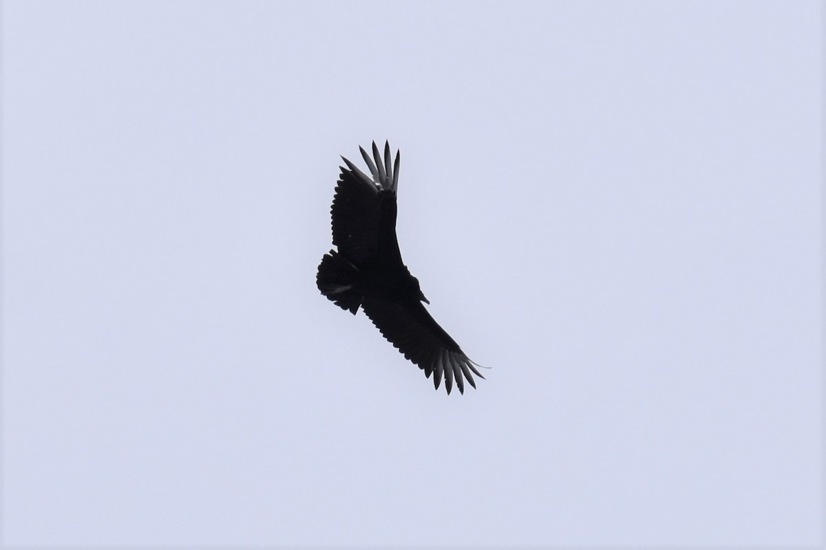 Black Vulture - ML412929201