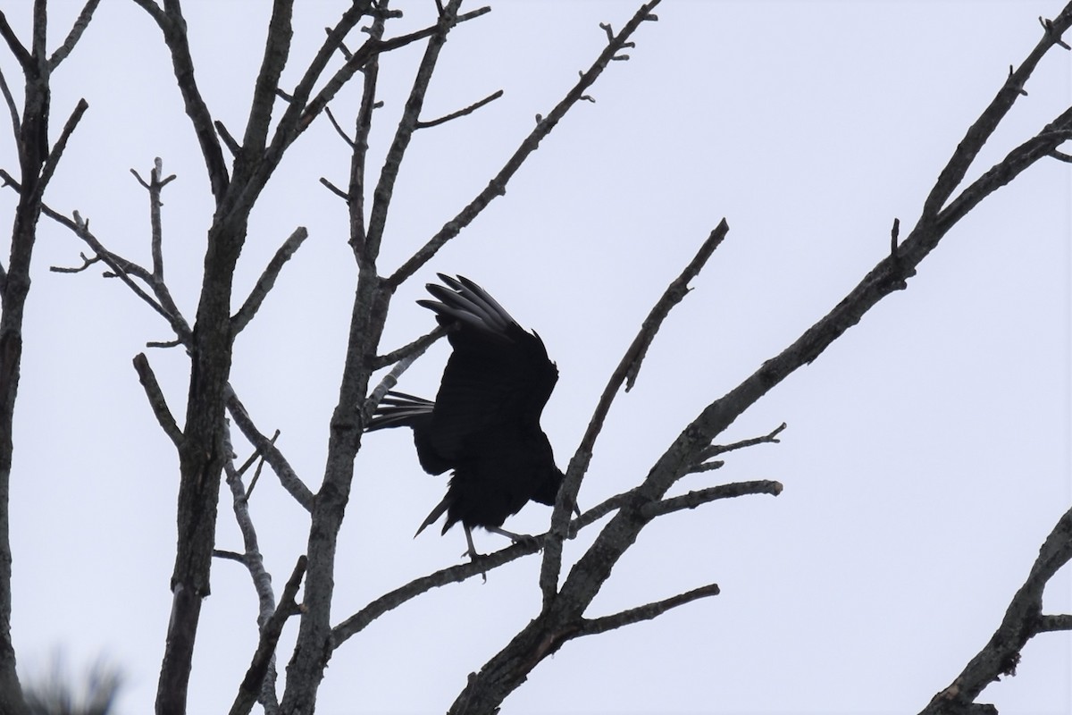 Black Vulture - ML412929211