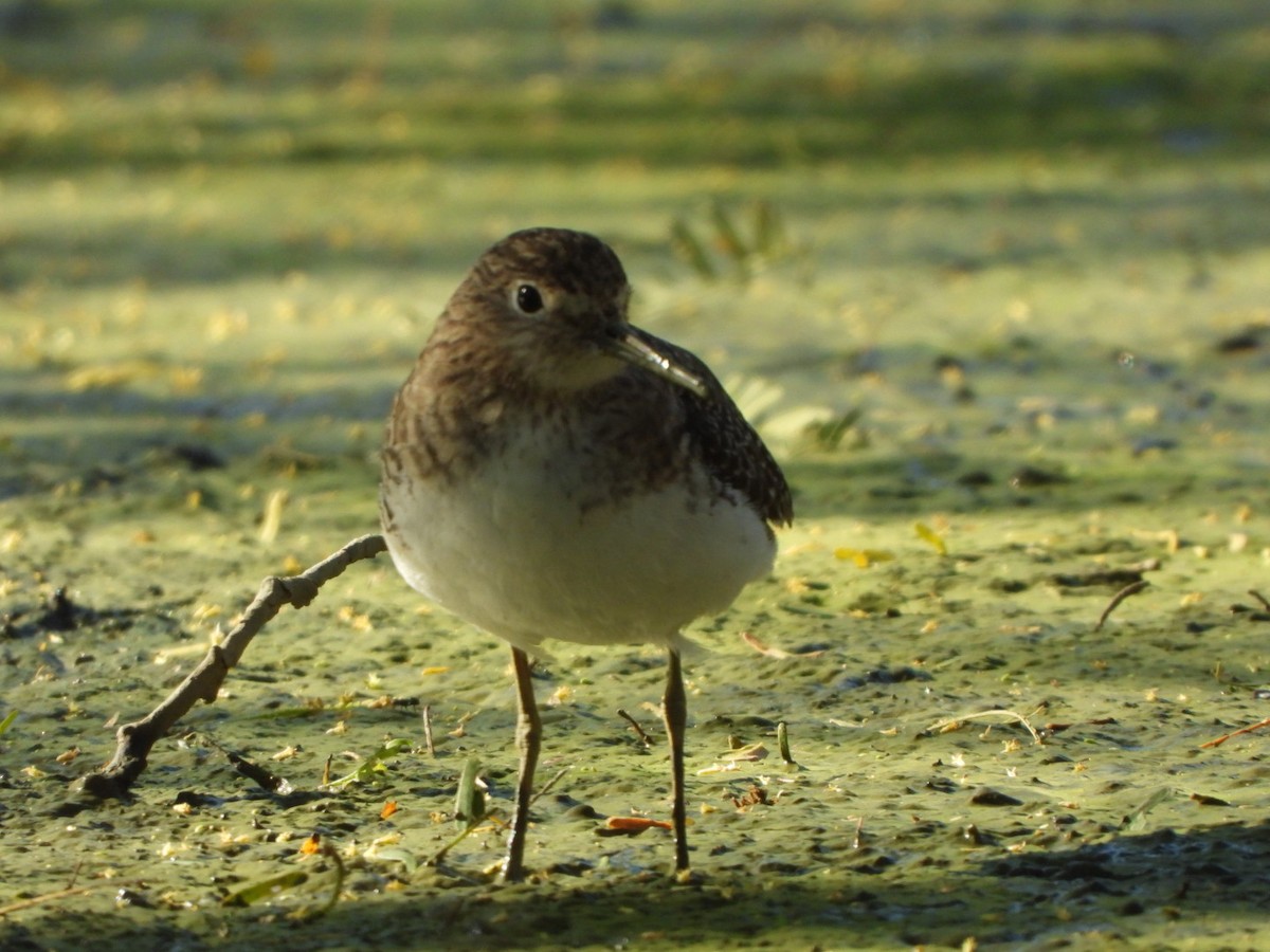 Solitary Sandpiper - Francisco Contreras @francontreras.80