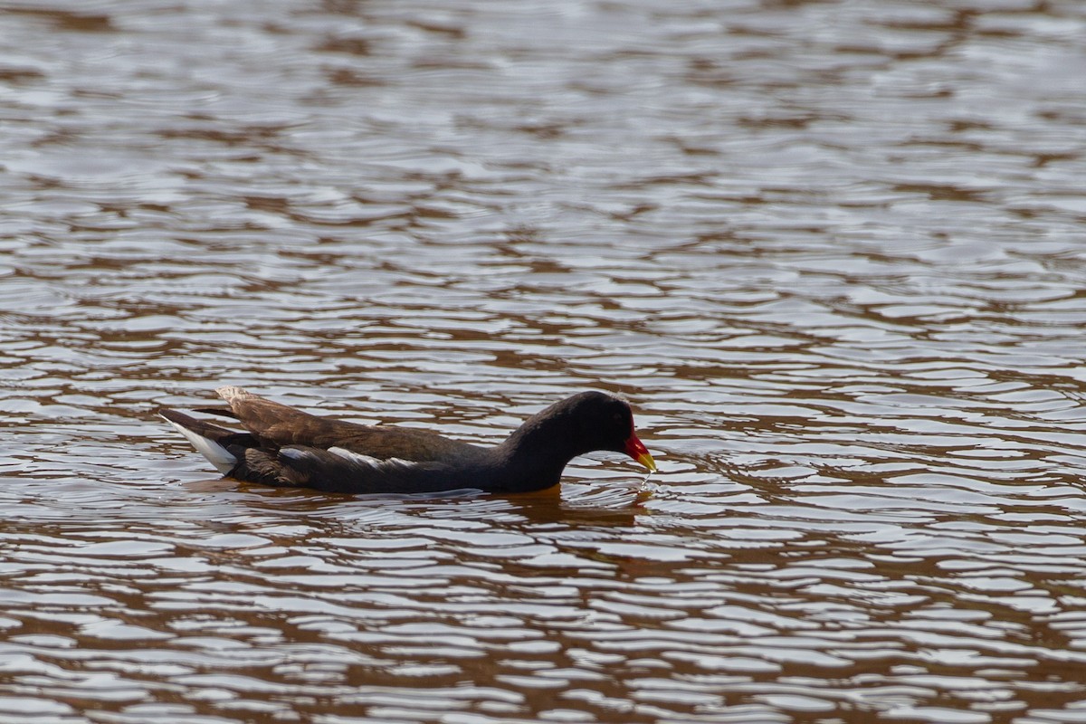 Gallinule poule-d'eau - ML412931011